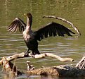 Picture Title - Digital Cormorant