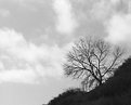 Picture Title - The Lonely Tree