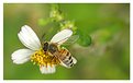 Picture Title - Busy Bee #1