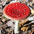 Picture Title - Mushroom - red and white (3)