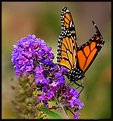 Picture Title - Butterfly in Sandy\'s Garden