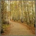 Picture Title - Path in the wood 2