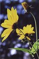 Picture Title - Yellow Wildflower