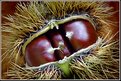 Picture Title - Chestnuts