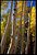 Vertical Aspens