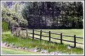 Picture Title - Fence Lines