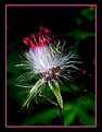 Picture Title - Creative flower -1