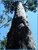Largest USA Cypress