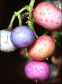 Picture Title - berries