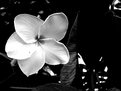 Picture Title - *~