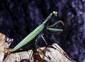 Picture Title - Praying Mantis