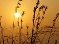 Picture Title - Sunset with grass