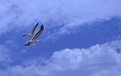 Picture Title - Birds Flying Over Sunset Cliffs CA July 15-2002