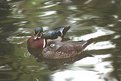 Picture Title - Wood Ducks