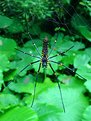 Picture Title - Forest Spider