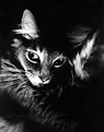 Picture Title - Cat (untitled)