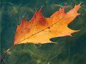 Picture Title - Floating Autumn Leaf