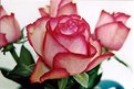 Picture Title - a delicate thought