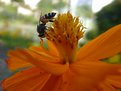 Picture Title - Bee
