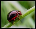 Picture Title - Escarabajo
