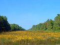 Picture Title - Pipeline in Yellow