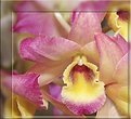 Picture Title - Orchid 4