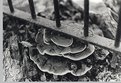 Picture Title - Fungi