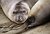 Juvenile Elephant Seal