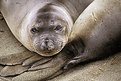 Picture Title - Juvenile Elephant Seal