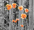 Picture Title - Poppys