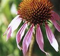 Picture Title - Purple Wildflower