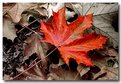 Picture Title - A Fall Leaf