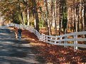 Picture Title - Nature walk with a dog