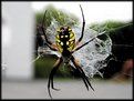 Picture Title - Garden Spider