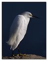 Picture Title - snowy white egret