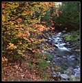 Picture Title - Foliage by Creek