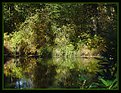 Picture Title - Magic  Lake in the Woods