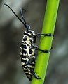 Picture Title - Cottonwood Borer