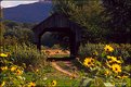 Picture Title - Covered Bridge and Cows