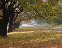 Picture Title - Golden Polish autumn