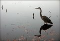 Picture Title - Heron