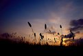 Picture Title - Sunset, near Orciano