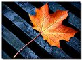 Picture Title - Leaf on a Drain