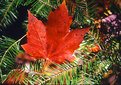 Picture Title - Fallen Maple Leaf