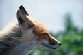 Picture Title - Fox Profile