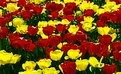 Picture Title - Tulips