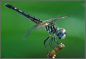 Picture Title - Blue Dasher