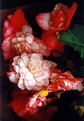 Picture Title - Rainy Morning Begonia