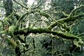 Picture Title - Forest Fuzz