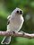 A Tufted Titmouse